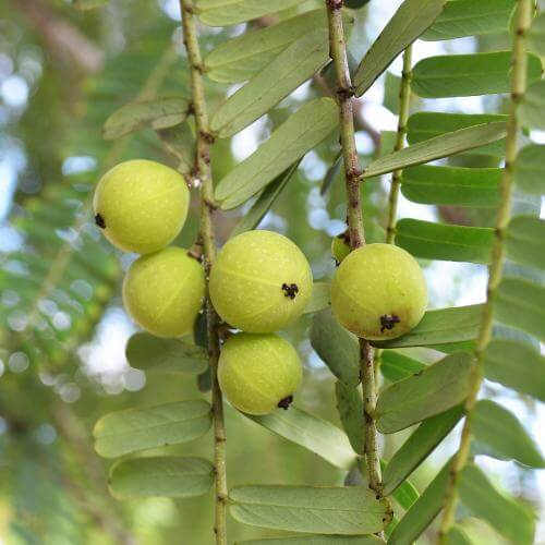 Amalaki - le fruit céleste de l'Inde