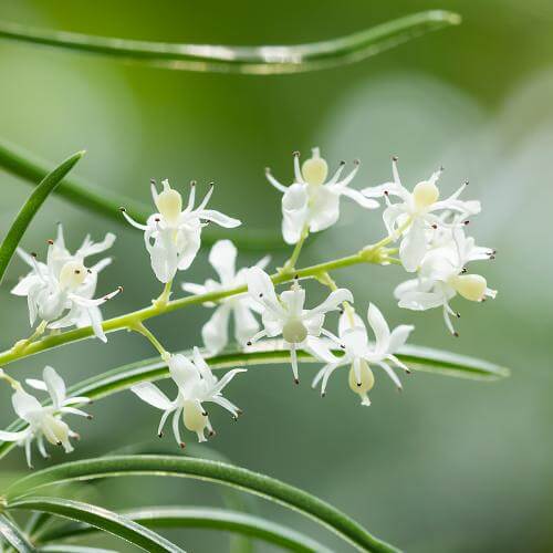 Shatavari - Rejuvenating Elixir for Women